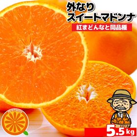 【予約受付】11/25~順次出荷【約5.5kg】愛媛産 農家さんもぐもぐ外なりスイートまどんな家庭用 | ぷるぷるゼリーみたいな食感、他の柑橘には無い味と食感＆糖度も高く！話題の逸品！