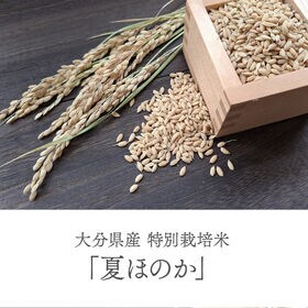 【日替わり数量限定】【玄米5kg】特別栽培米 大分県産 宗像農園 夏ほのか 栽培期間農薬不使用 令和7年産【先行チケット利用NG】