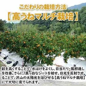 【予約受付】12月上旬~順次出荷【福岡県糸島】5kg　紅まる君