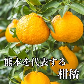 【予約受付】12月中旬~順次出荷【熊本他】1.2kg　デコポン(不知火)