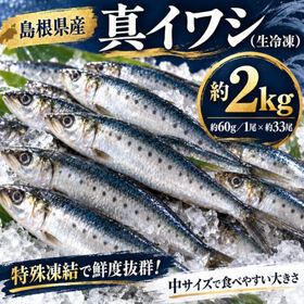 【約2kg/1尾約60g×約33尾】島根県産 真いわし | 脂のりがよく、焼いても煮ても美味しい！カルシウムやEPA・DHA等で栄養満点！鮮度抜群！