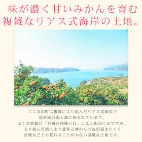 【計14kg/7kg(3S~3Lサイズ込)×2箱】吉田みかん ※ご家庭用・多少の枝傷・葉傷・黒点有り
