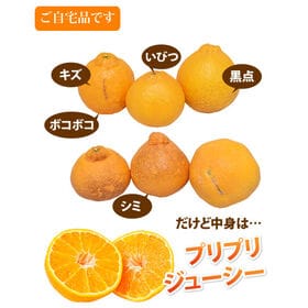 【予約受付】12/21~順次出荷【1.5kg】熊本県産 ハウスデコみかん（ご家庭用、傷あり）