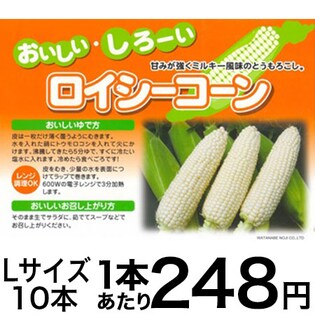 吉川農園 北海道産　ロイシーコーン　10本化粧箱入り