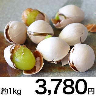 ＜熊本県球磨郡産＞大粒！最高級の藤九郎ぎんなん（約500ｇ×2）約１ｋｇ【殻付き】