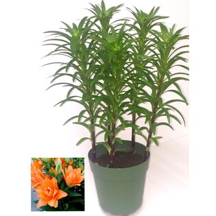 八重咲きユリ　タイニーダブルユー　豪華5本立ち