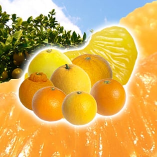 愛媛県産柑橘ファミリーセット(詰め合わせ) 5kg 家庭用(若干の葉傷・コク点あり)