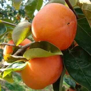 富有柿（平井農園）3kg