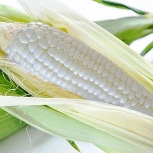 名寄 よねざわ農園 スイートコーン（白）Lサイズ10本 （品種：ホワイトレディ）