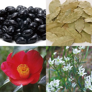 ブラック ヘナと椿の白髪隠し黒豆ファンデーションを税込 送料込でお試し サンプル百貨店 株式会社ファミリー ライフ