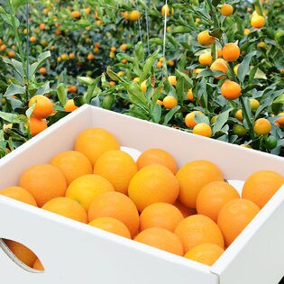 完熟きんかん「大甘（だいかん）」 3箱（1箱約1kg×3）