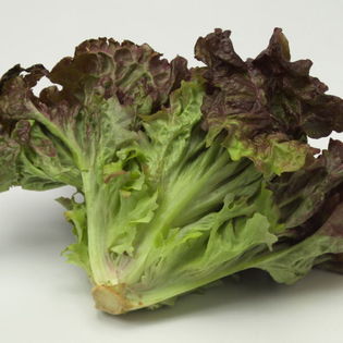 沖縄県産サニーレタス　1 箱　（約4kg）約8~12個