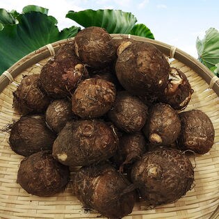 【2kg】鹿児島大隅半島産　里芋「石川早生」