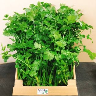 【約1kg】パクチー(コリアンダー）バラ