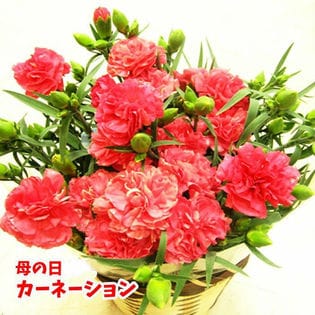 【予約受付】5/9∼順次配送【母の日】カーネーション(5号) レッド系 OR ピンク系