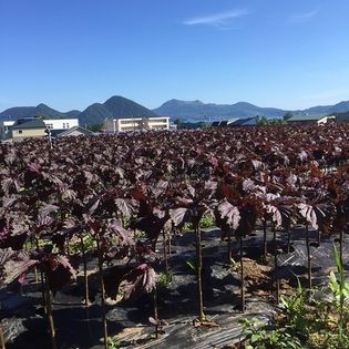 【500ml×6本】　北海道洞爺湖町の濃縮赤しそジュース