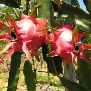 【2kg（5個か6個入）】徳之島産　ドラゴンフルーツ