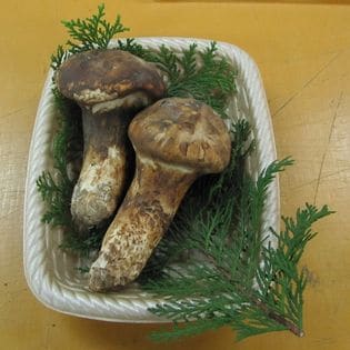 100g(約2~3本)】中国産 松茸(まつたけ)を税込・送料込でお試し