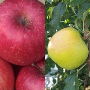 【5kg】むつみ屋特選　赤いりんごと黄色いリンゴ