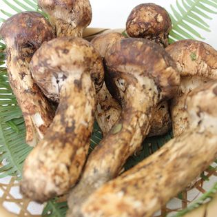 中国産 等しく 松茸 約3kg まつたけ マツタケ。