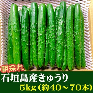 【5kg(約40~70本)】石垣島産 きゅうり