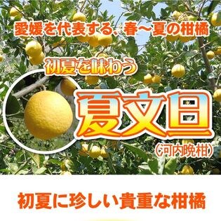 【5kg】夏文旦(河内晩柑) ※ご家庭用