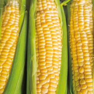 【2L×13本】秀 茨城県産 とうもろこし 夏祭り 流通用通し箱