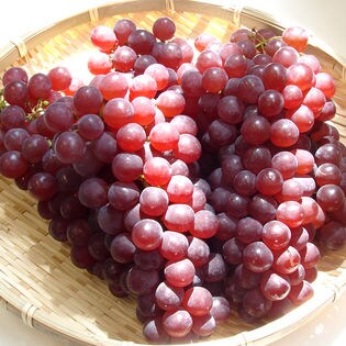 【12~15房(約3.0kg)】岐阜県産笠原フルーツ園の種なしぶどうデラウェア