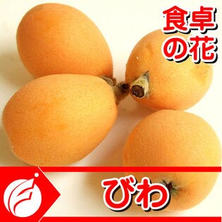 【予約受付】6/15~順次発送 淡路名産田中枇杷 1kg入り＊18-10粒