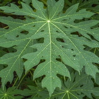 2g 15包 3袋 かのや青パパイヤ 葉っぱ茶を税込 送料込でお試し サンプル百貨店 九州よかど市