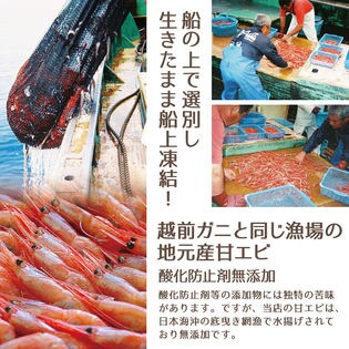 越前産 甘えび 大サイズ 500g 無添加 甘エビ 甘海老 アマエビ 海鮮 お刺身 日を税込 送料込でお試し サンプル百貨店 株式会社山下水産