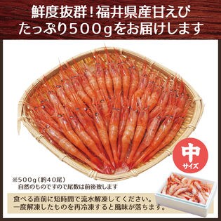 越前産 甘えび 中サイズ 500g 無添加 甘エビ 甘海老 アマエビ 海鮮 お刺身 日を税込 送料込でお試し サンプル百貨店 株式会社山下水産