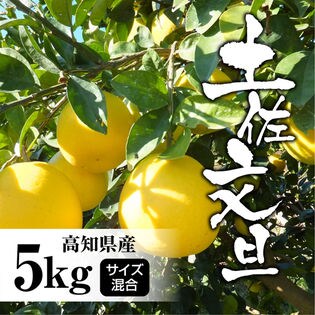 【約5.0kg】高知県産 文旦ぶんたん (サイズ混合)
