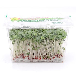 【冷蔵便】【30g×12pc】岐阜県産 ブロッコリースプラウト