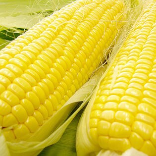 【3L×6本】岐阜県産とうもろこし サニーショコラ