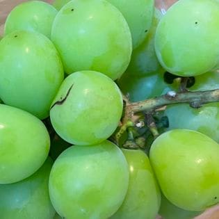 農家さんもぐもぐ ご家庭用シャインマスカット 約800g (目安1房-3房）ご家庭用