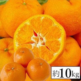 【約10kg】愛媛県産 ぽんかん(ご家庭用・傷あり)