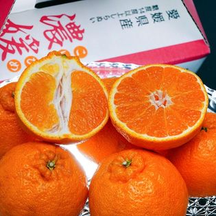 【約2.5kg(7〜11玉)】糖度14度選果 愛媛県産 しらぬひ  濃媛（こいひめ）