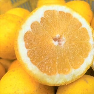 【約10kg】愛媛県産 河内晩柑 (みしょうゴールド) 夏文旦 (ご家庭用・傷あり)