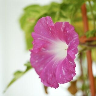 【1鉢】　日本朝顔　茨城県三和園芸