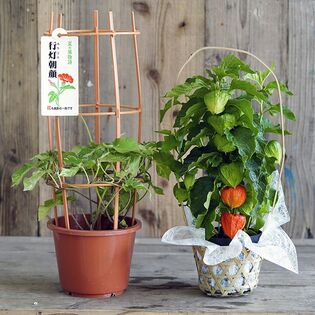 『ほおずき＋日本朝顔』 茨城三和園芸