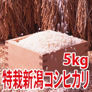 【5kg×1袋】令和5年産  特別栽培米新潟県阿賀野産コシヒカリ