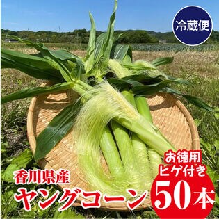 【お徳用50本】香川県産ヤングコーン 生ヤングコーンはこの季節だけ♪