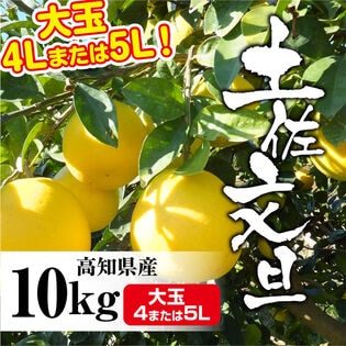 【約10kg(4Lまたは5Lサイズ)】大玉 高知県産 文旦ぶんたん (ご家庭用)