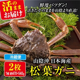 週末土日着で出荷【2枚×(470-540g)】山陰沖日本海産 活きた松葉ガニ