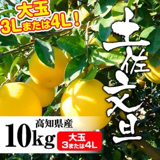 【約10kg(3Lまたは4Lサイズ)】大玉 高知県産 文旦ぶんたん (ご家庭用)