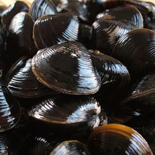 【250g】北海道網走産 冷凍 しじみ