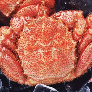 【500g前後×1尾】北海道オホーツク海産 ボイル 毛がに