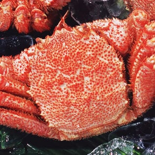 【400g前後×1尾】北海道オホーツク海産 ボイル 毛がに