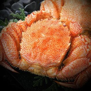 北海道産毛蟹650g